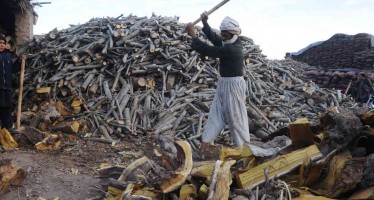 Prices of firewood soar with the advent of winter