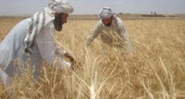 Afghanistan’s agriculture system to be modernized