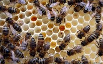 Honey production increases in Herat Province