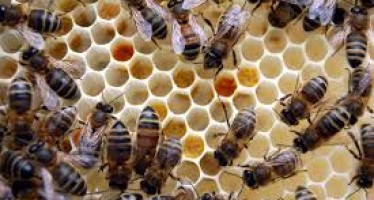 Honey production increases in Herat Province