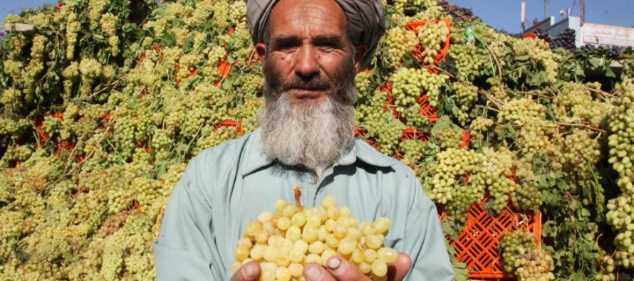 Afghanistan’s first ever grape festival held in Herat