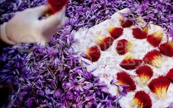 Saffron Processing Factory in Herat to Hire 700 Women
