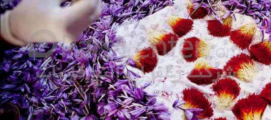 Saffron flower festival held in Herat province