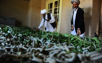 Sericulture reviving in Western Afghanistan