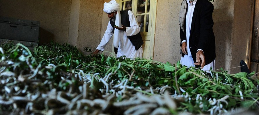 Sericulture reviving in Western Afghanistan