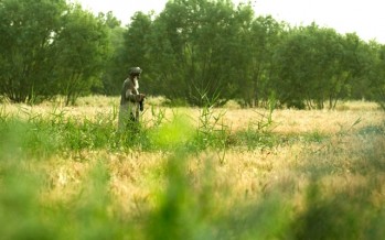 Helmand farmers grow more wheat than poppy
