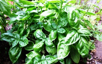 Helmand farmers witness heavy basil production this year
