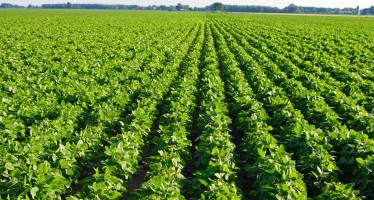 Afghan soybean farmers break a historical record