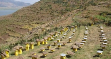 Unprecedented rise in honey production in Afghanistan