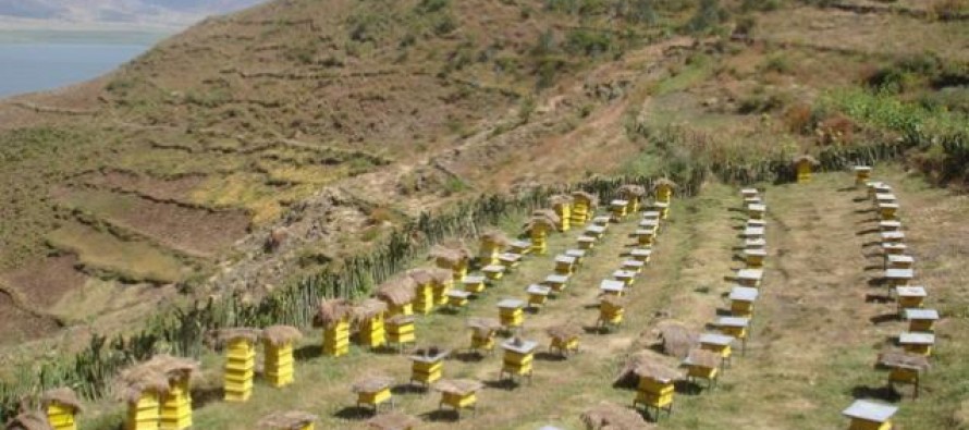 Unprecedented rise in honey production in Afghanistan