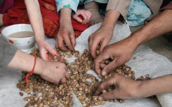 Severe food insecurity on the rise in Afghanistan – “extremely alarming trend”