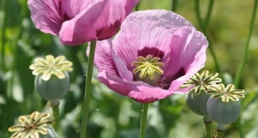 Opium cultivation declines in Afghanistan in 2015