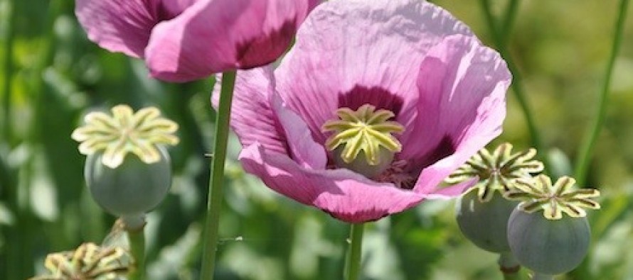 What opium poppy and tax reveal about the Afghan State