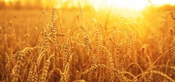 Taliban Bans Export of Wheat