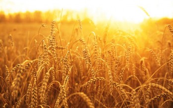 Afghanistan agrees to purchase 600,000 tons of wheat from Kazakhstan