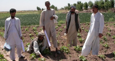 Agriculture yield in Balkh up by 30%