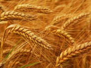 India Exports Another Shipment Of 3,000 Tonnes Of Wheat To Afghanistan
