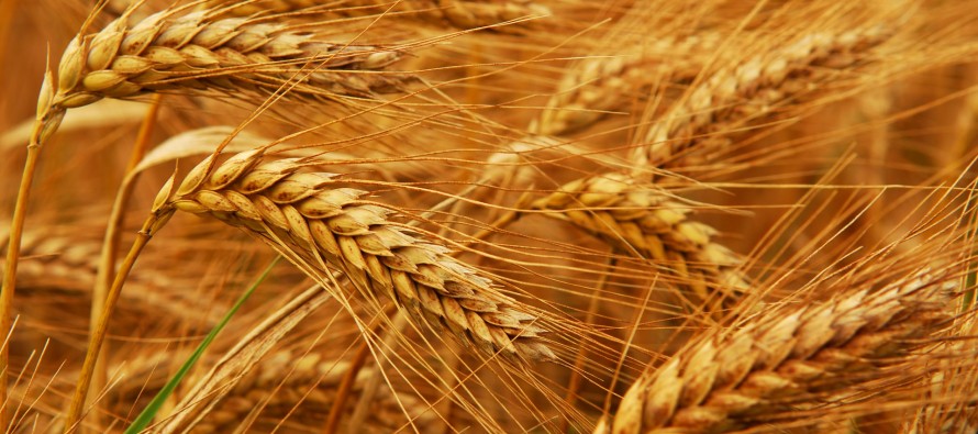 Two-fold increase in wheat yield in Farah province