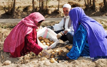 Innovation Grant Fund will increase Afghan farmers’ access to agricultural credit