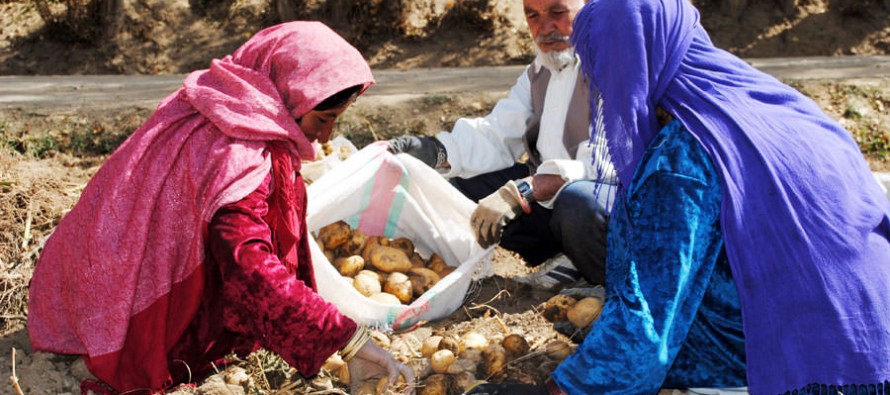 Innovation Grant Fund will increase Afghan farmers’ access to agricultural credit