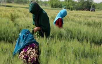 Balkh farmers recognize gender equality for International Women’s Day