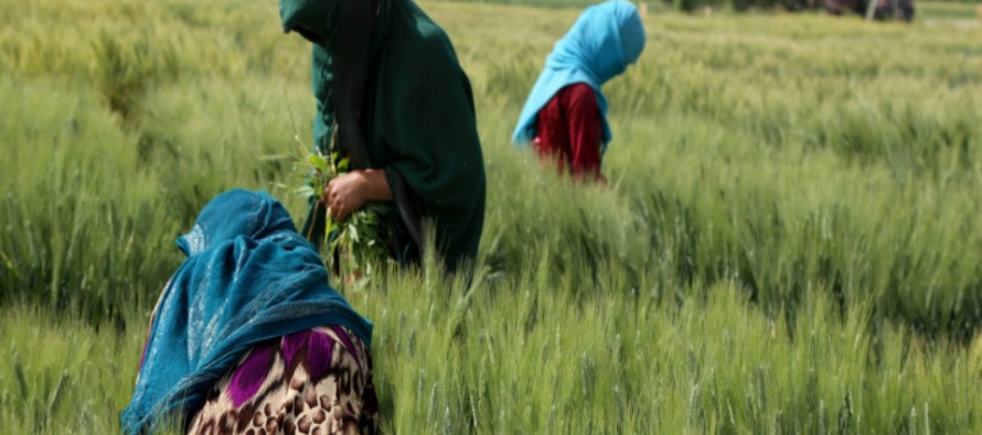 Balkh farmers recognize gender equality for International Women’s Day