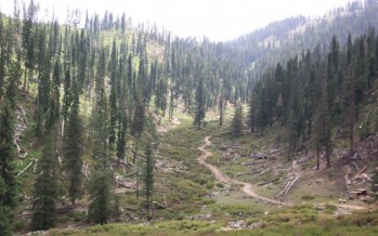 100-hectare pistachio forests being revived in Badakhshan