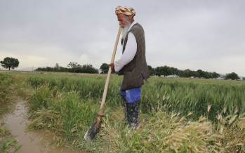USAID supports Afghanistan’s “farmer-focused” approach to develop agriculture