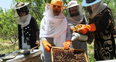 Afghanistan becoming self-reliant in honey production