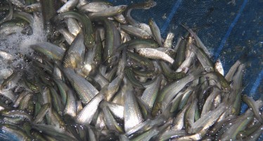 Fish farming increases considerably in Nangarhar