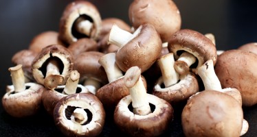 Women in Jawzjan start growing mushrooms for a living