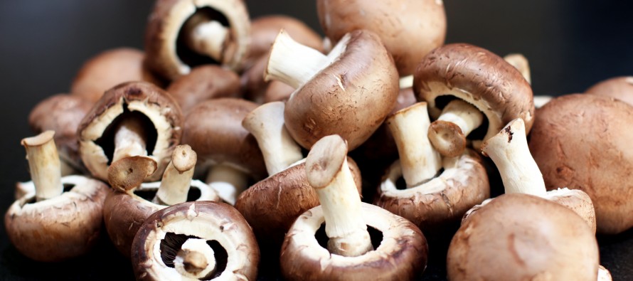 Women in Jawzjan start growing mushrooms for a living