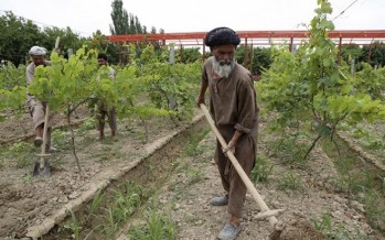 50mn Afghanis worth of garden projects implemented in Takhar