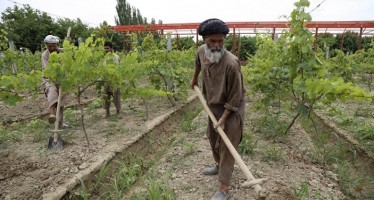 50mn Afghanis worth of garden projects implemented in Takhar