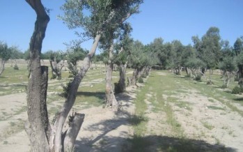 Nangarhar olive production to surpass 1,200 tons this year