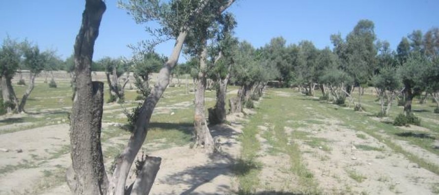 Nangarhar olive production to surpass 1,200 tons this year