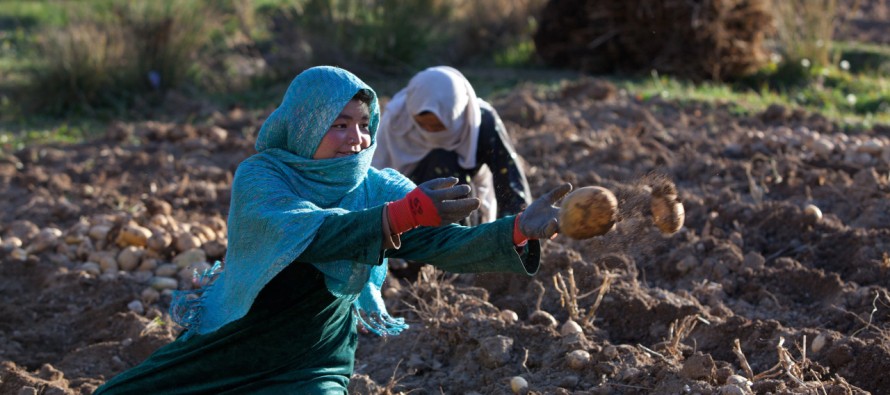 Over 600,000 Afghan Women to Attain Self-Sufficiency in Next Four Years Through Agriculture