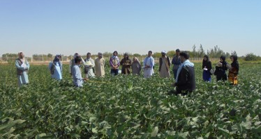 More Afghan farmers turning to soybean to fight malnutrition