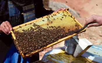 Afghan widow beekeeper refuses to beg and starts her own business
