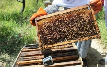Nangarhar Honey Production Up by 150 Tons This Year