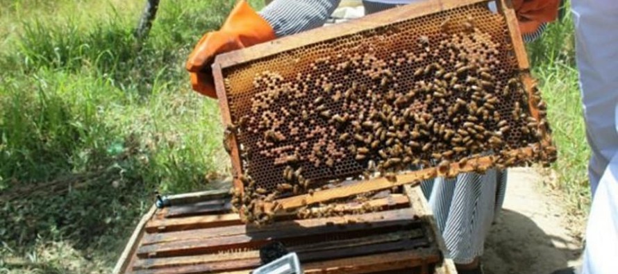 Nangarhar Honey Production Up by 150 Tons This Year