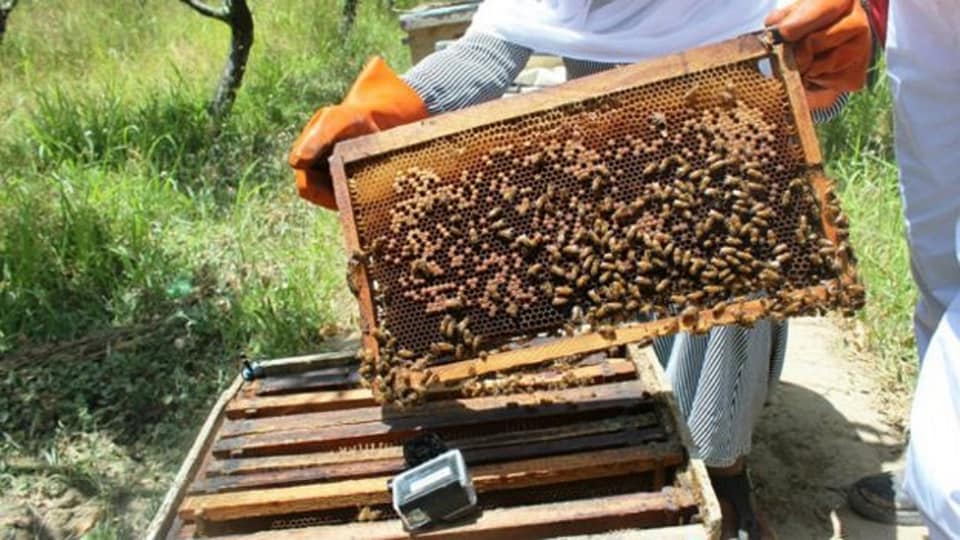 Nangarhar Honey Production Up by 150 Tons This Year | Wadsam