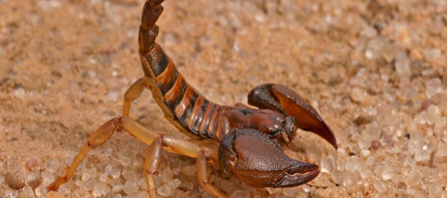 First Ever Scorpion Venom Production in Afghanistan