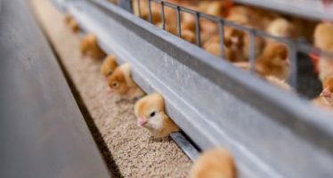 Afghan Poultry Industry Meets 80% of Local Needs