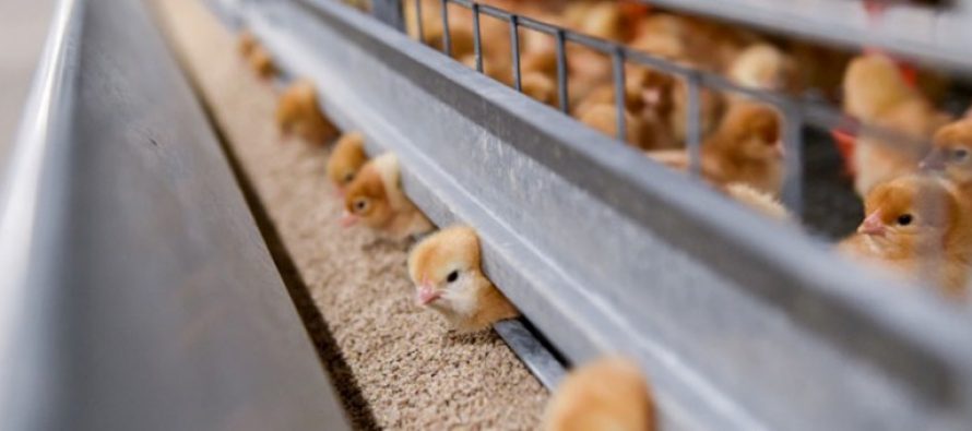 Afghan Poultry Industry Meets 80% of Local Needs