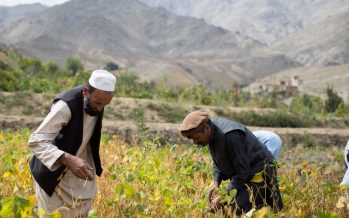 Republic of Korea Contributes $1mn To Improve Food Security Through Soy Production in Afghanistan