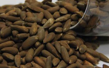 Pine Nut Processing Factory to Open in Paktia Province