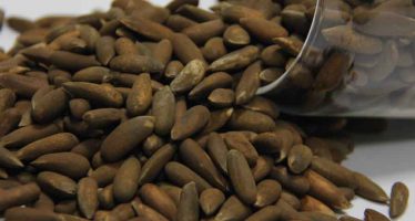 Pine Nut Processing Factory to Open in Paktia Province