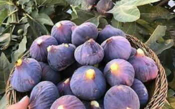 Increase in Figs Production in Herat, Kandahar & Faryab