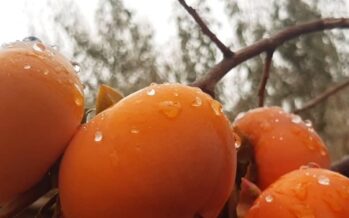 Afghanistan Produces Over 2500 Tons of Persimmon